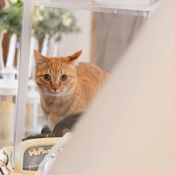 ペットも主役。家族みんなで迎える特別な一日。
