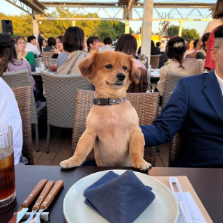 愛犬も1日ずっと参加OKだから、わんちゃんのお席もつくってあげよう♪