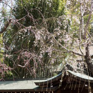 神社の境内は季節ごとの四季折々の木々や花々が咲き誇ります。写真撮影の背景は都会とは思えない緑豊かな写真を撮影することができます。|代々木八幡宮（アントワープブライダル）の写真(11422222)