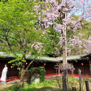 桜、新緑、紅葉など四季折々の美しい表情を見せる境内|代々木八幡宮（アントワープブライダル）の写真(31768814)