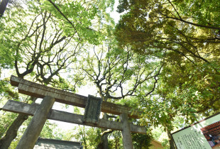 赤坂 氷川神社