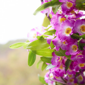 きれいに咲いたお花が、ふたりを祝福してくれます♪|グランドニッコー淡路の写真(21500917)