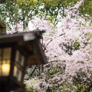 白無垢とも、色打掛とも相性の良い乃木神社の桜は人気のフォトスポットに|乃木神社・乃木會館の写真(23285505)