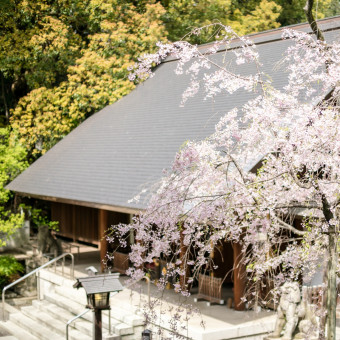 桜咲く春