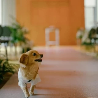 【2025年限定！】大切な家族*愛犬と一緒に叶える憧れWedding