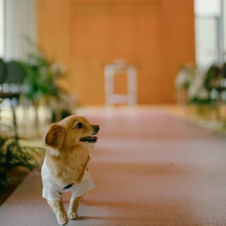 【愛犬と一緒に叶える憧れWedding】専用プラン&当日徹底体験