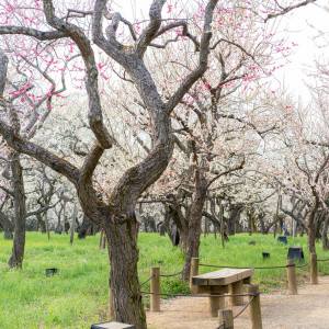 偕楽園3000本の梅|ときわ邸M-GARDEN|ときわ邸 M-GARDENの写真(53114233)