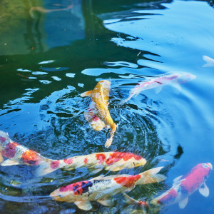 色とりどりの錦鯉が華やかにゲストをお迎え|葵庭園の写真(55412297)