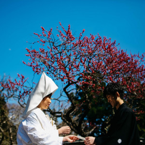 撮影スポット｜日光東照宮美術館庭園の見事な梅|日光東照宮(世界文化遺産)の写真(19639673)