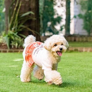 【愛犬とのご来館もOK】大切なペットと一緒に過ごす最幸の1日