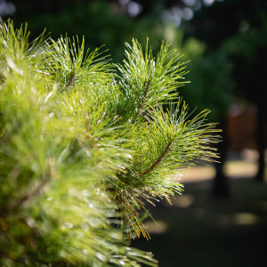 松の名園「中津万象園」|中津万象園の写真(27851467)