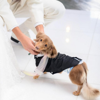 ＼満席御礼／【ペット婚OK◎】愛犬と叶えるウェディング相談会