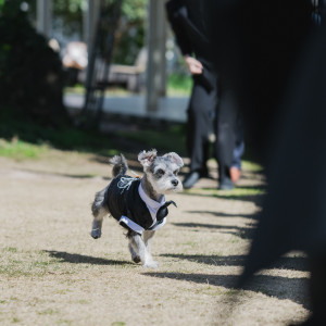 愛犬もリングドッグとして大活躍！|AT TERRACE ninomiyaの写真(40340797)