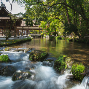 新録の上賀茂神社は自然の恵みを感じられます|上賀茂神社の写真(33398764)