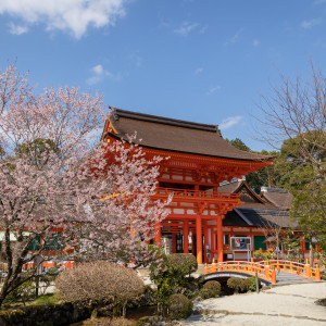 上賀茂神社『楼門の桜』|上賀茂神社の写真(33376351)