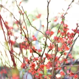 茶寮一松中庭|茶寮一松（登録有形文化財）の写真(34009672)