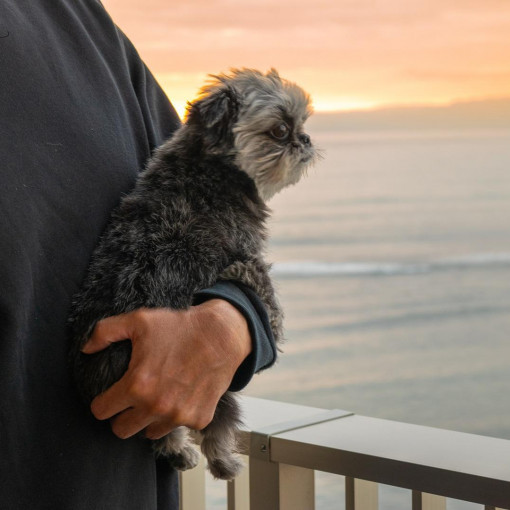 THE HARBOR TERRACE（ザ ハーバー テラス）