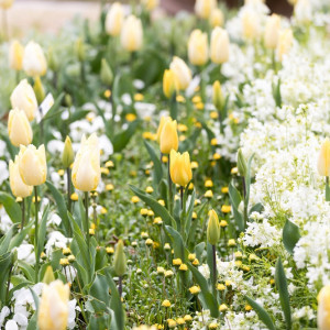 春のチューリップ。色鮮やかなお花がたくさん公園内に咲きます。|CUCINA Pagina（クッチーナ パージナ）の写真(38404714)