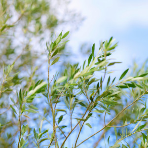 どこにいても自然を感じることができる|OLIVE ARIA（オリーブ アリア）●BRASSグループの写真(46447250)