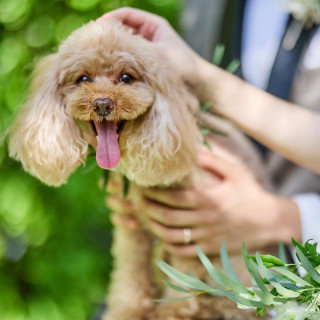 ◆*ずっと一緒に過ごせる*◆ペットウエディング相談フェア