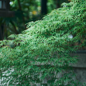 凛とした静けさが漂う東京大神宮の境内や中庭|東京大神宮の写真(56140633)