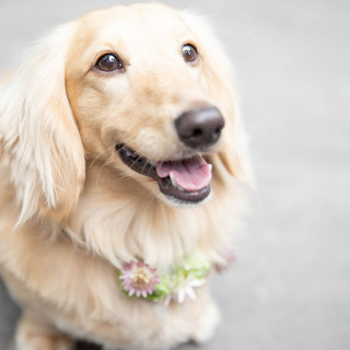 【ペット婚】マリンタワー×ペット参加型結婚式【挙式も披露宴もOK！】