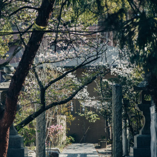 福岡市内の神社挙式もサポートいたします（写真は鳥飼八幡宮）