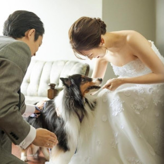 ワンちゃん用衣装＆ケーキプレゼント