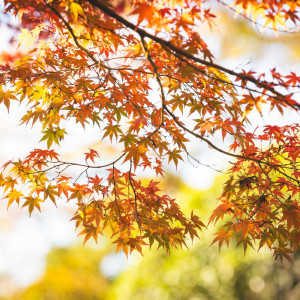 秋には美しい紅葉も|御料理　万る山（国登録有形文化財）の写真(56612461)