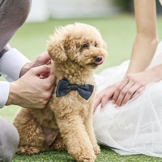 【ペットフレンドリー】貸切だからこそ叶うペットW相談フェア