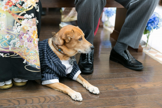 はっちゃんさんのリングピローの写真