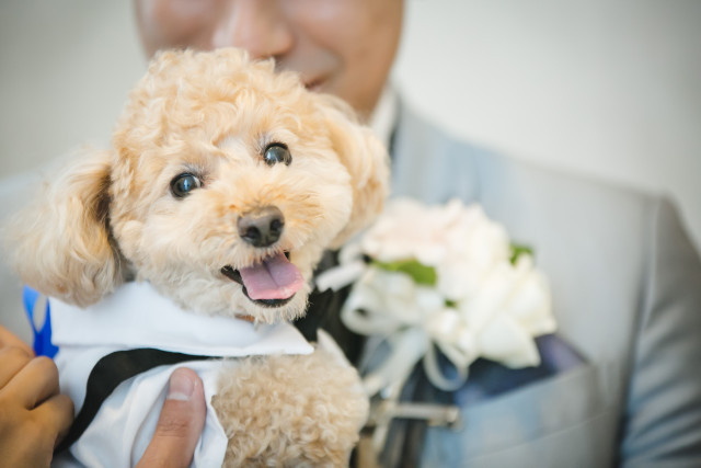 sy_weddingさんの挙式・披露宴の写真