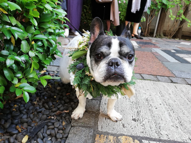 momocoさんの挙式・披露宴の写真