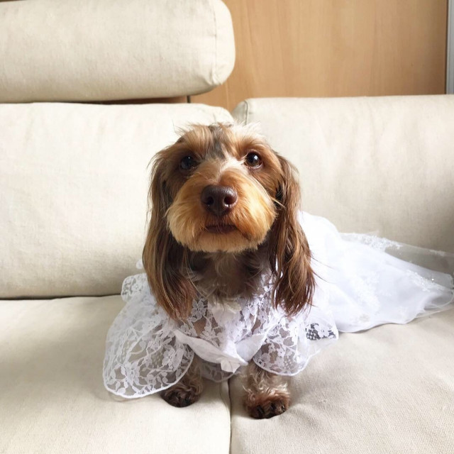 まなさんの愛犬のドレスの写真