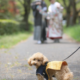 ぽんぽんさんの前撮りの写真
