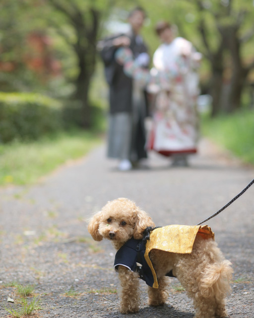 ぽんぽんさんの前撮りの写真