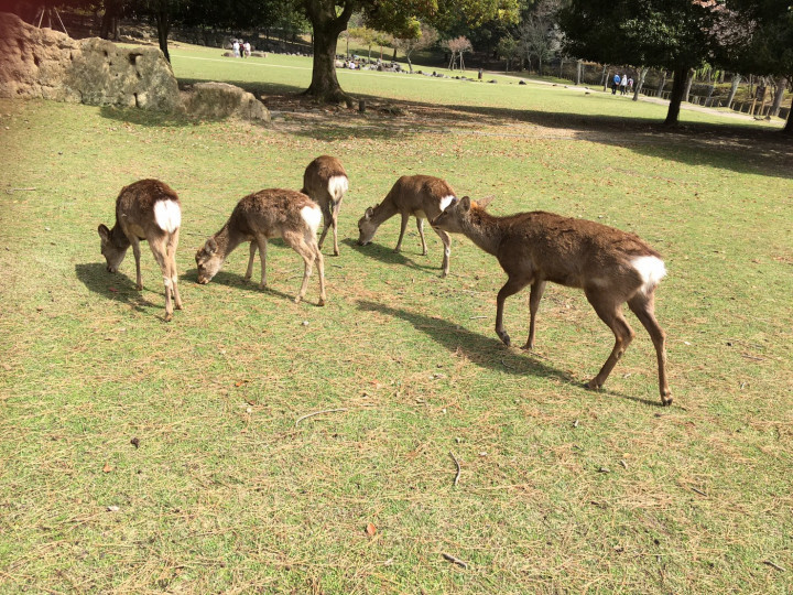 ワキさんの前撮りの写真