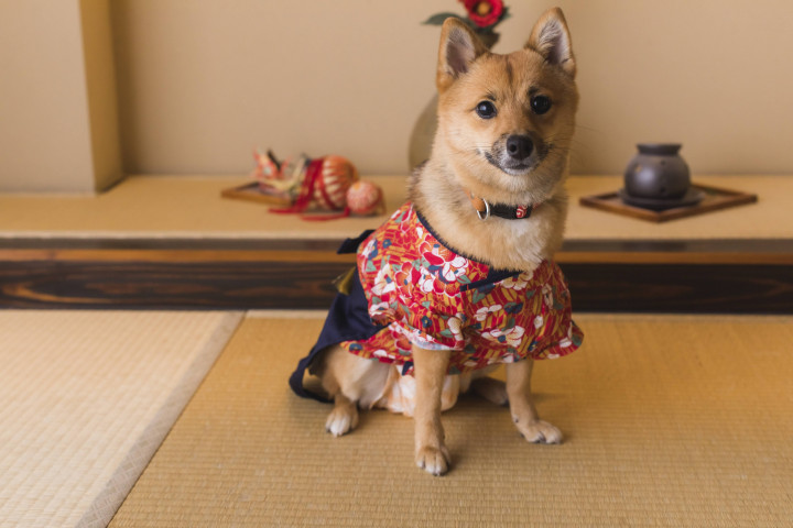 ひなちゃんまんさんの前撮りの写真