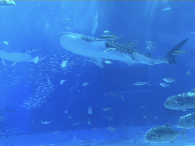 うちやまさんのムービーの写真