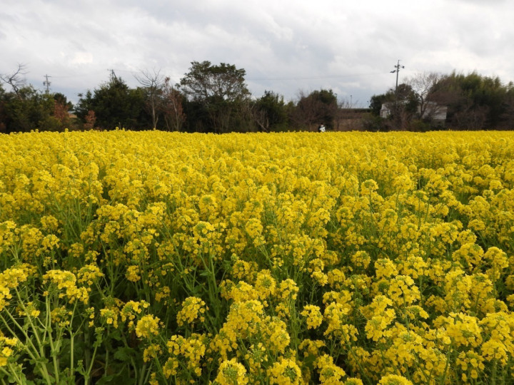 うちやまさんの前撮りの写真