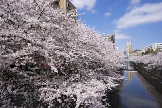 目黒川沿いに咲き乱れる桜は圧巻！