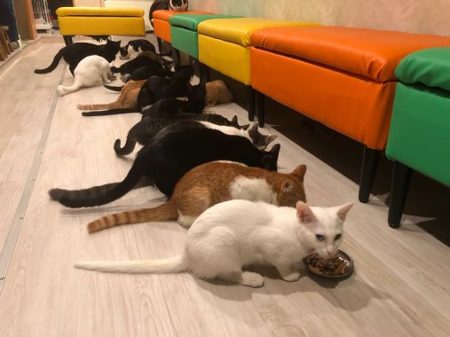名古屋の猫カフェ7選 もふもふしながらひとやすみ 猫カフェで癒しの時間を過ごしたい