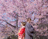 スタジオAQUA立川店が河津桜と撮影する「昭和記念公園ロケーションプラン」を割引価格でスタート！