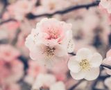 春になったらぜひ行きたい！東京都内で桜が自慢の結婚式場5選