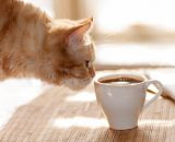 【猫カフェ編】動物と触れ合える東京都内のカフェ【癒し空間】