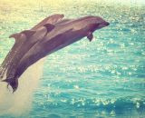 イルカに会える♪東京のおすすめ水族館4選【夜デートにも】
