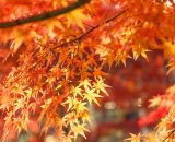 鮮やかな景色を楽しむならココ！鎌倉でおすすめの紅葉スポット10選