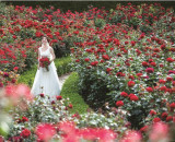 季節限定チャペルでの模擬挙式と豪華な試食付き♪３万輪のバラに包まれるウエディングフェア開催！ 