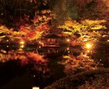 秋はまだまだ終わらない！『八芳園』の紅葉ライトアップが11月23日（水・祝）からスタート！