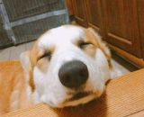 【かわいい看板犬にメロメロ♡】看板犬がいる東京のカフェ＆レストラン8選【お目当てはあのワンちゃん！】